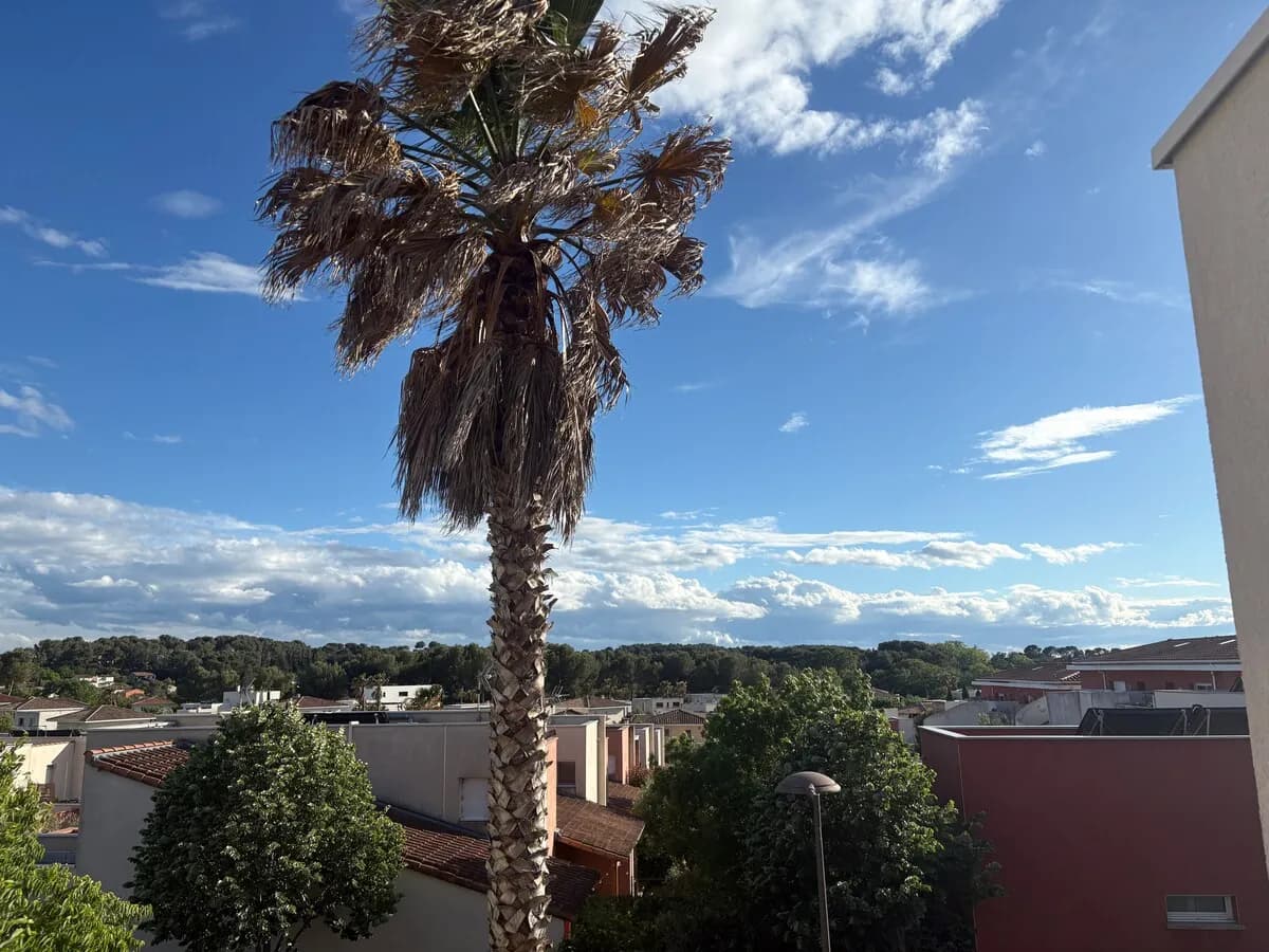Vue sur les toits et palmier depuis la terrasse à Jacou
