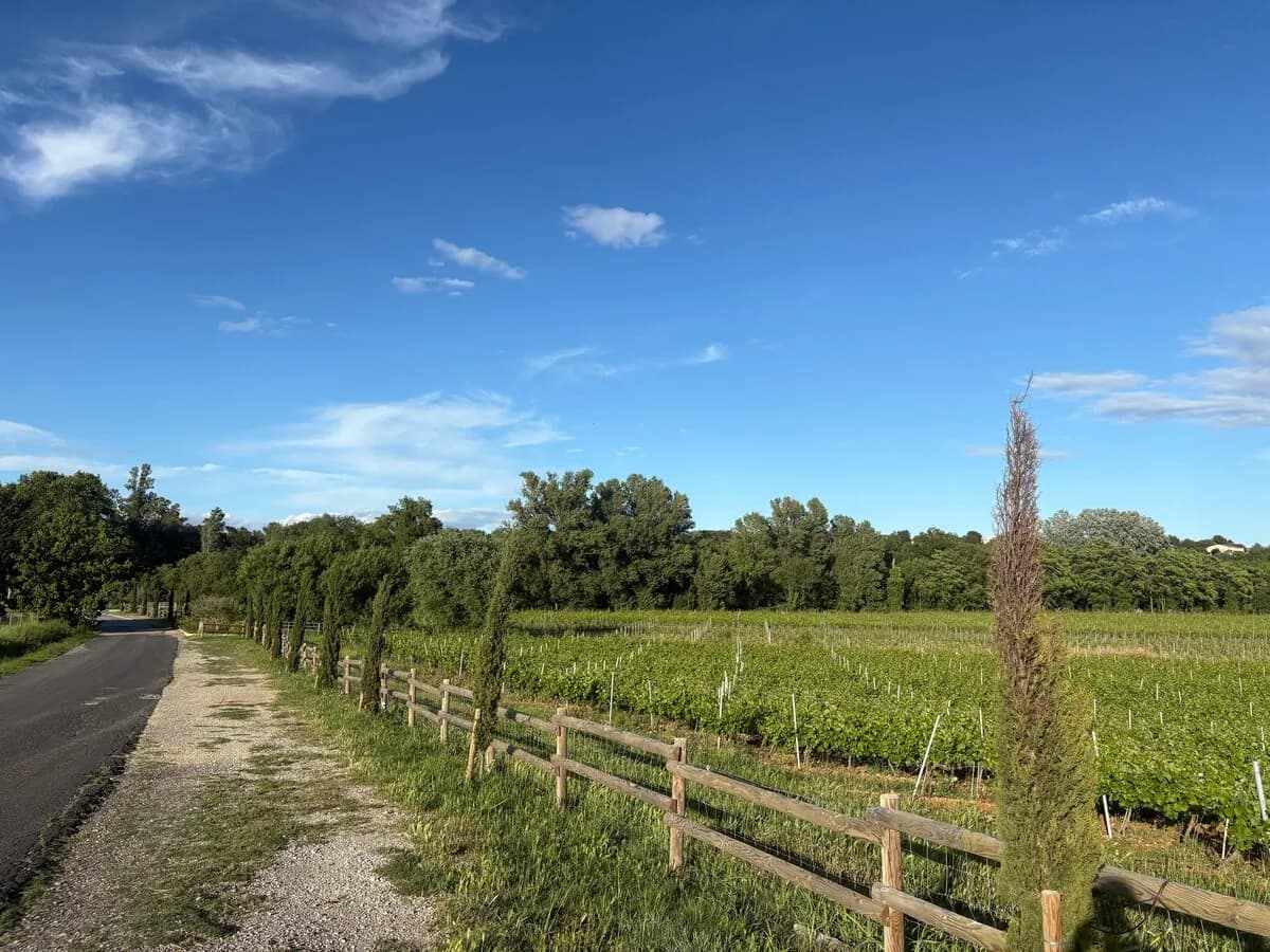 Chemin de campagne et vignes autour de Jacou